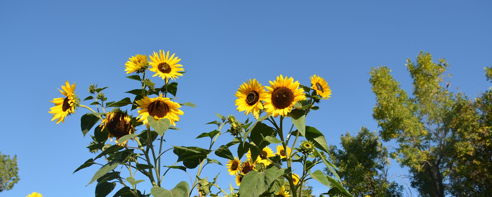 Sustainability & Stewardship