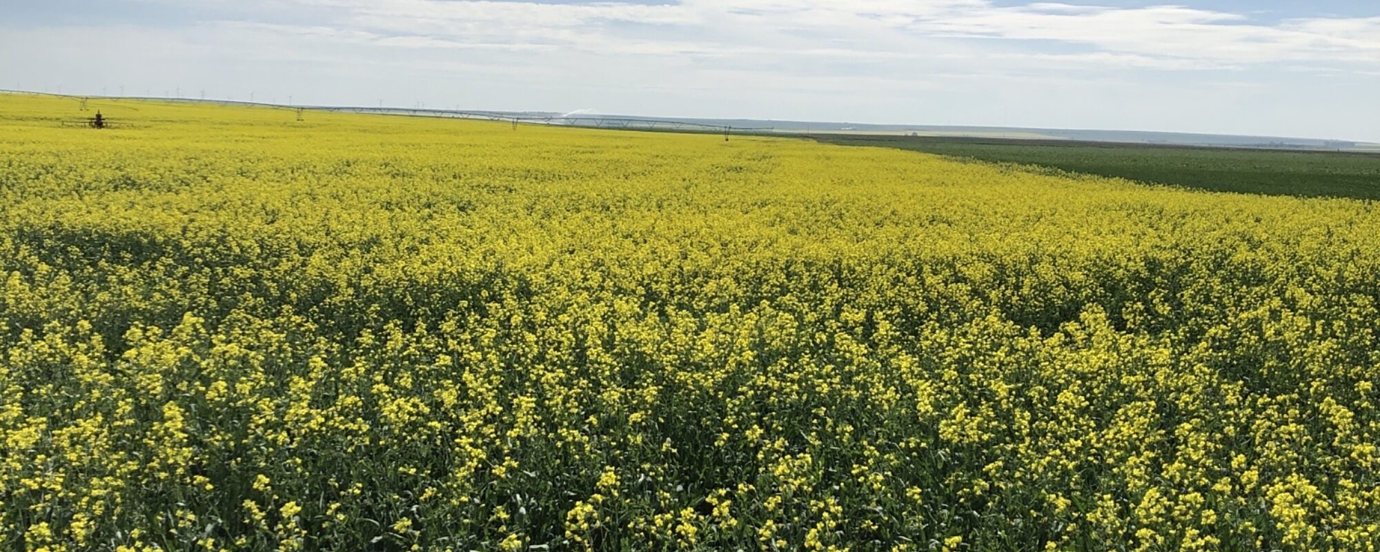 ICI’s Fourth Location: A Joint Venture with South West Terminal