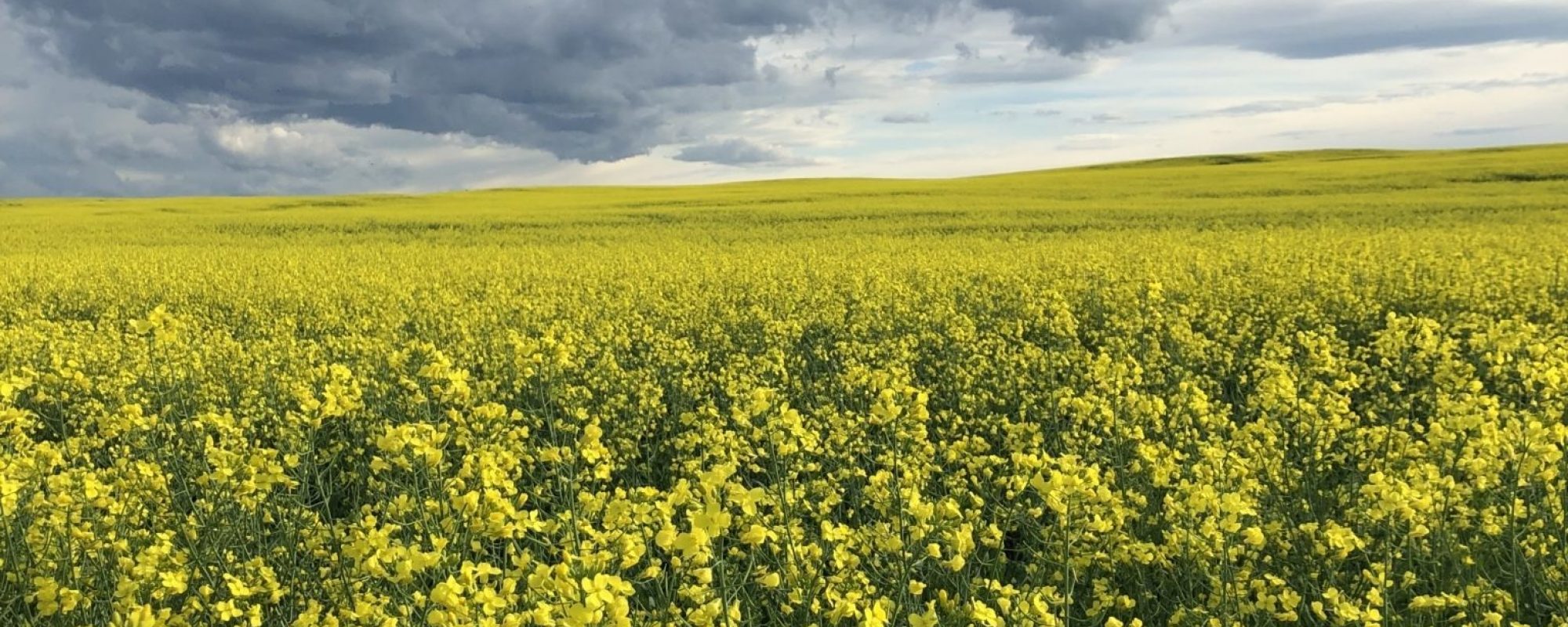 ICI hires a Chief Financial Officer